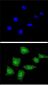 SOD1 Antibody (Center)