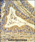 SOD1 Antibody (Center)