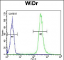 ANXA7 Antibody (Center)