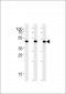 BAT1 Antibody (C-term)
