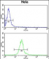 DERL1 Antibody (C-term)