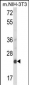 DERL1 Antibody (C-term)