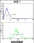 ARPC1B Antibody (Center)