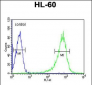 RGS1 Antibody (N-term)