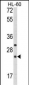 RGS1 Antibody (N-term)