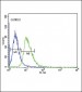 DRD4 Antibody (Center)