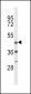 DRD4 Antibody (Center)