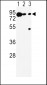 DCT Antibody (N-term)