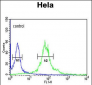 IPO11 Antibody (N-term)