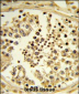 IPO11 Antibody (N-term)