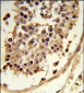 CXCR7 Antibody (C-term)
