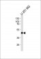 CXCR7 Antibody (C-term)