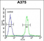 CTHRC1 Antibody (N-term)