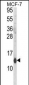 CD24 Antibody (N-Term)