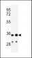 IGH Antibody (C-Term)