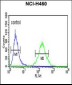 XPA Antibody (C-term)