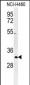 XPA Antibody (C-term)