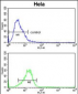 CYP7B1 Antibody (Center)