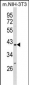 PPID Antibody (N-term)