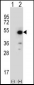 PPID Antibody (N-term)