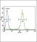 SOCS1 Antibody (N-term)