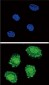 SOCS1 Antibody (N-term)