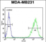 TAZ Antibody (N-term)