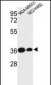 TAZ Antibody (N-term)
