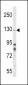 ITGA1 Antibody (Center)