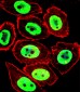 EWSR1 Antibody (C-term)