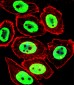 EWSR1 Antibody (C-term)