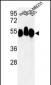 RBBP7 Antibody (N-term)