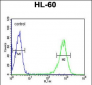 RPS8 Antibody (N-term)