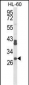 RPS8 Antibody (N-term)