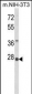 RPS8 Antibody (N-term)