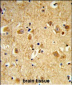 DNM3 Antibody (Center)
