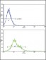 RAC2 Antibody (C-term)