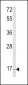 RAC2 Antibody (C-term)