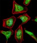 ATF7 Antibody (N-term)