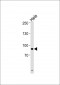 UHRF1 Antibody (Center)