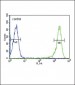 PSMB1 Antibody (C-term)