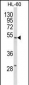 SELENBP1 Antibody (C-term)