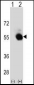 SELENBP1 Antibody (C-term)