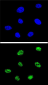 AP8881c-TP73-Antibody-Center