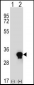 C1QTNF6 Antibody (N-term)