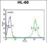 B4GalT1 Antibody (C-term)