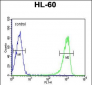 TNFSF11 Antibody (N-term)