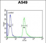 ABHD12 Antibody (N-term)