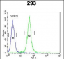 FOXC1 Antibody (C-term)