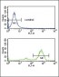 ETV6 Antibody (N-term)